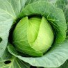 White Ball-head Cabbage German Export