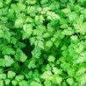 French Parsley Chervil Vertissimo