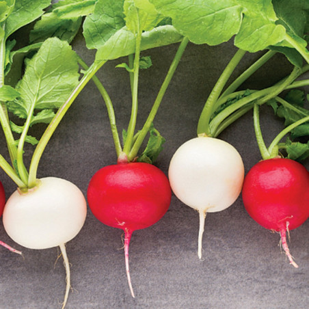 Radish Cerises De Bresse