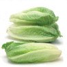 Romaine Cos Lettuce Bionda Colosseo