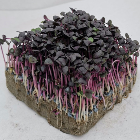 Microgreen Seed Purple Basil