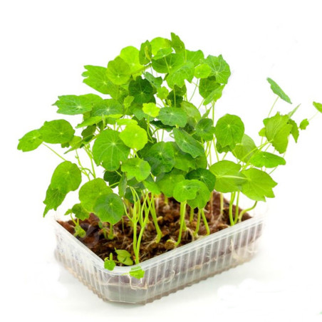 Microgreen Seed Nasturtium