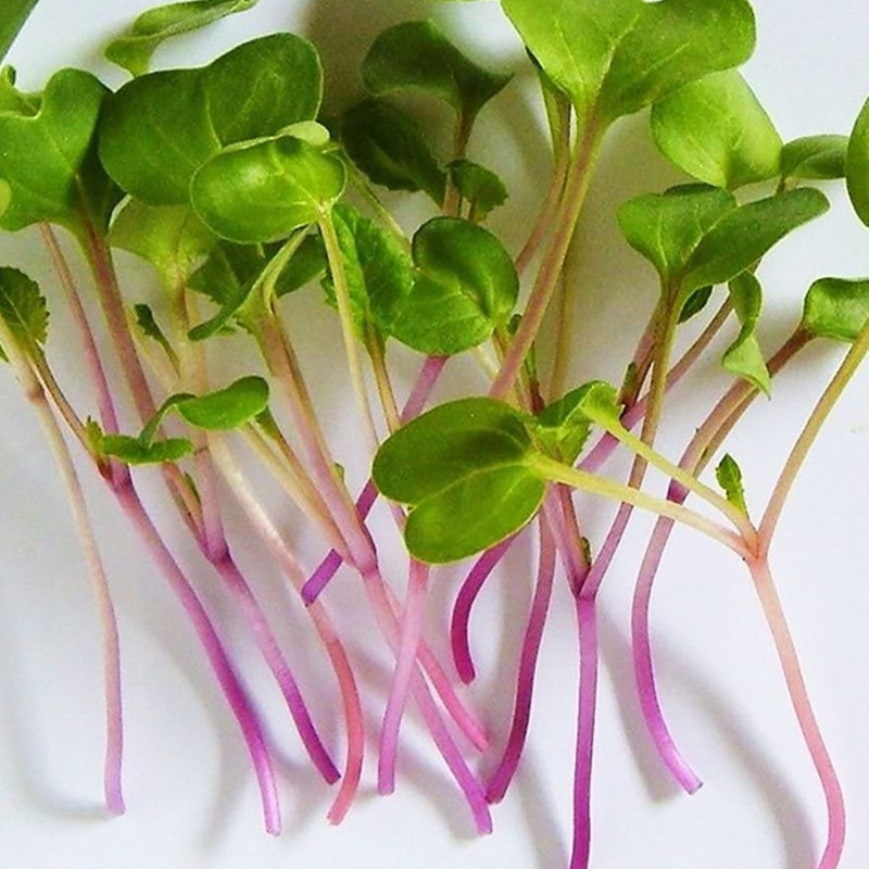 Microgreen Seed Radish Sangria