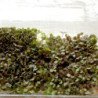 Microgreen Seed Lettuce Leaf Red