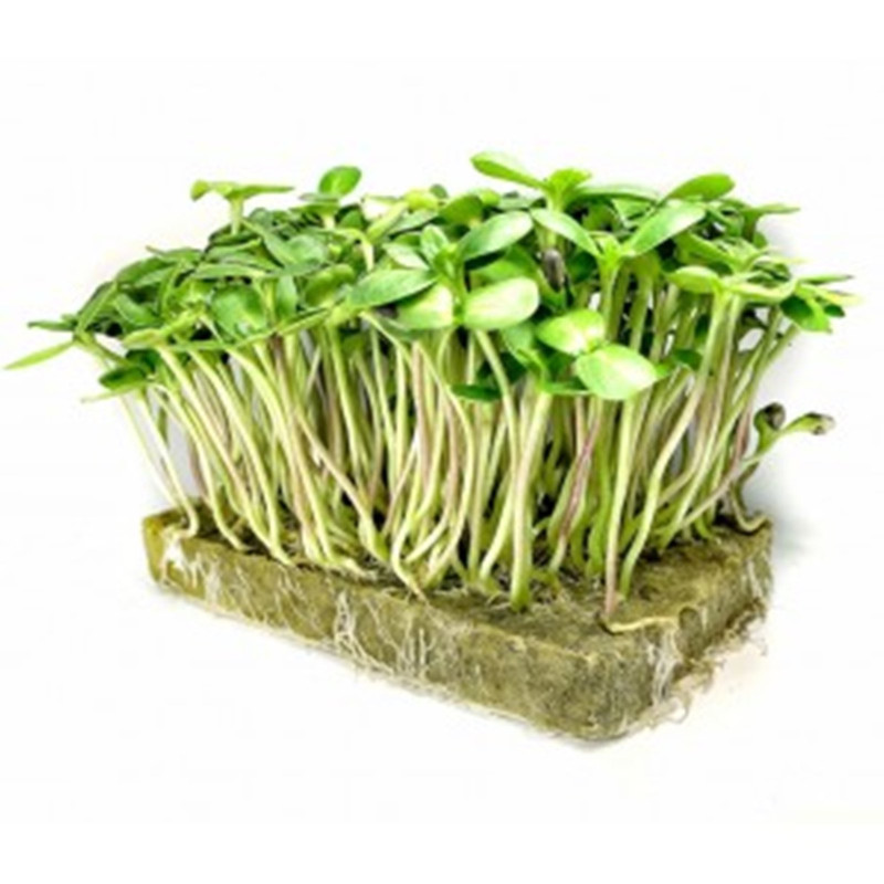 Microgreen Seed Sunflower