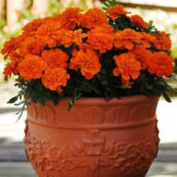 Marigold Dwarf Orange Flight