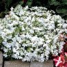 Garden Lobelia White Lady