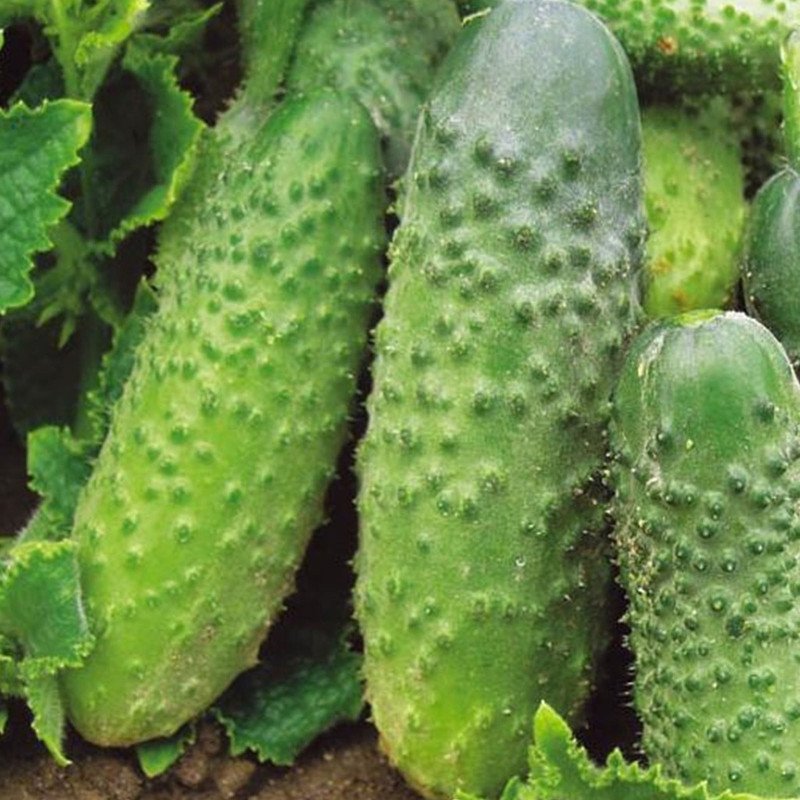 Cucumber Muromsky