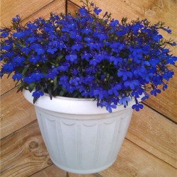 Garden Lobelia Missis Klibran