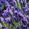 French Lavender Manstead