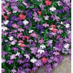 Garden Lobelia Mix