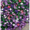 Garden Lobelia Mix