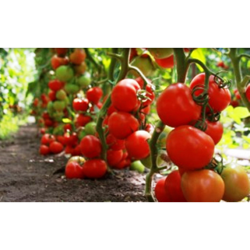 Томат Сибірський Скоростиглий