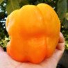 Sweet Pepper Giant Ozark Yellow