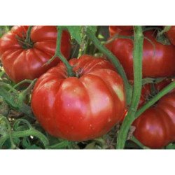 Tomato Red Giant