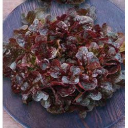 Leaf Lettuce Balcony Red
