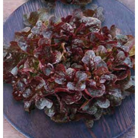 Leaf Lettuce Balcony Red