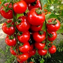 Tomato Winter Cherry