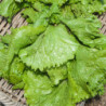 Iceberg Lettuce Beaujolaise