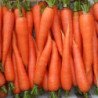 Carrot Medovyanka