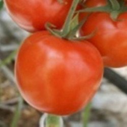 Tomato Alisa