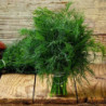 Dill Lucullus