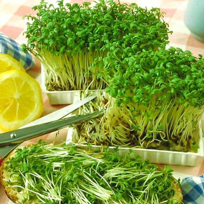 Garden Cress Smooth-Leaved