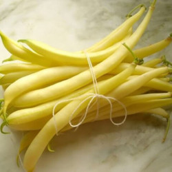Квасоля кущова Лаура