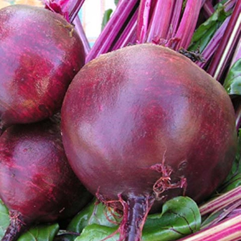 Beetroot Round Dark Red