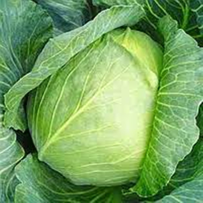 White Headed Cabbage Family Garden F1