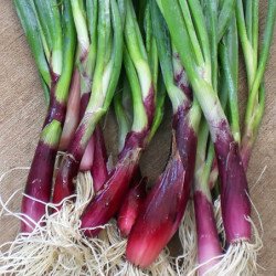Welsh Onion Red Dragon