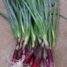 Welsh Onion Red Dragon