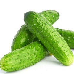 Cucumber Snack F1