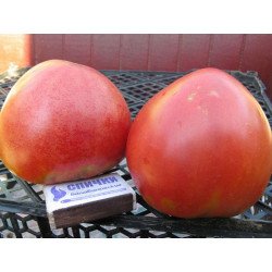 Tomato Budonovka Pink