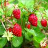 Alpine Strawberry Regina