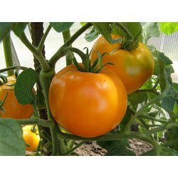 Tomato Khurma