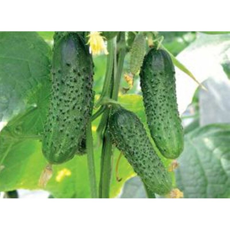 Cucumber Solovej F1