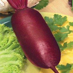 Beetroot Rival