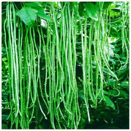 Bean Chinese Vigna