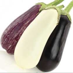 Eggplant Aubergine Little Fingers Mix