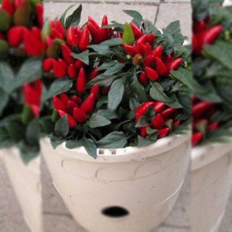 Chili Pepper Decorative Yvona