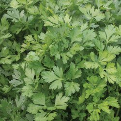 Parsley Dark Forest