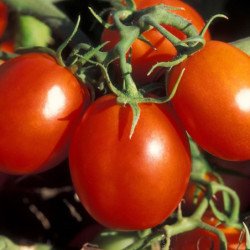 Tomato De Barao Red