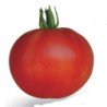 Tomato Snowdrop