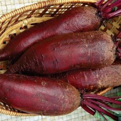 Beetroot Tsilindra