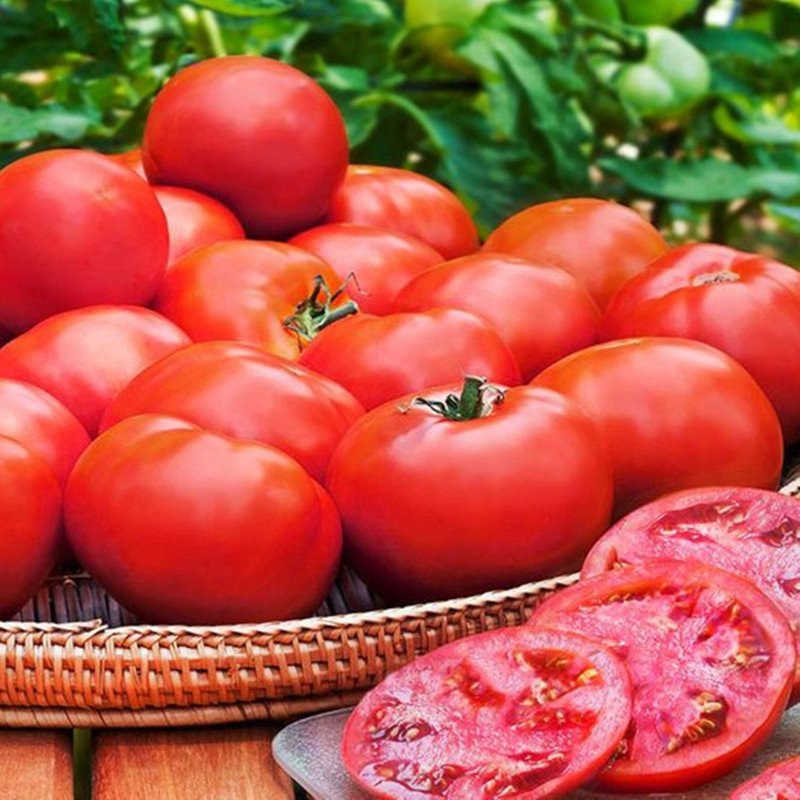 Tomato Volgograd 5 95