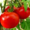 Tomato Volgograd 5 95