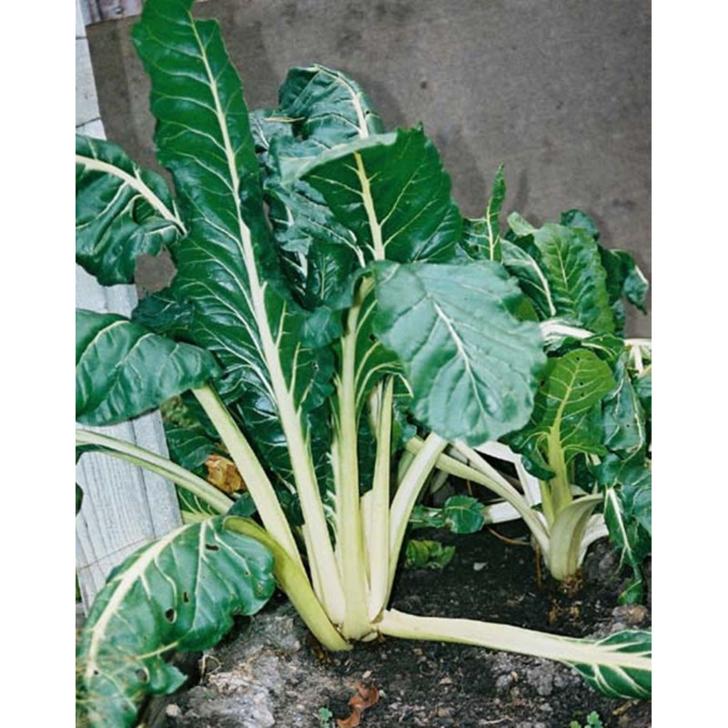 Chard Mangold Lucullus