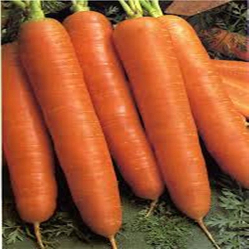 Carrot Osinnya Koroleva