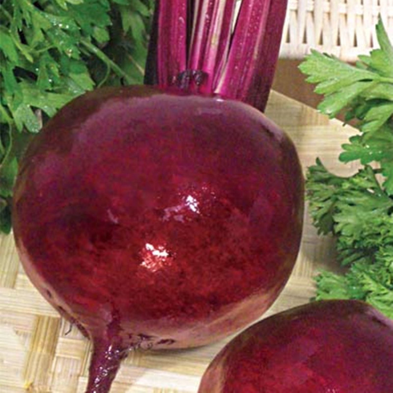 Beetroot Nosovskaya